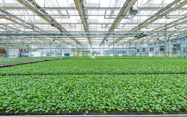 貴陽:提升種業發展 保障&ldquo;飯碗&rdquo;安全