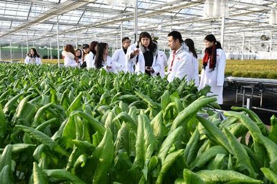 知否?知否!不洗就能吃的&ldquo;水培蔬菜&rdquo;原來(lái)是這么長(zhǎng)大的