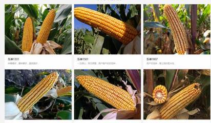 遼寧東亞種業跟本公司簽訂搜索引擎優化項目