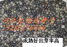 河北滄州北欒種子權威代理商家--河北泰發種業_農副產品_世界工廠網