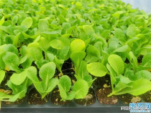 貴陽(yáng)市出臺(tái) 五大措施 加快山地特色種業(yè)高質(zhì)量發(fā)展