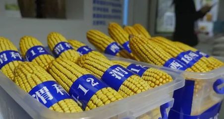 渭南:陜西&ldquo;米袋子&rdquo;&ldquo;果盤(pán)子&rdquo;&ldquo;菜籃子&rdquo;&ldquo;肉案子&rdquo;&ldquo;奶瓶子&rdquo;