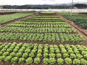 仲夏七月,子龍種業邀您相聚2018中國云南蔬菜種業博覽會