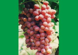 海淀種業新星 北方豐達與克倫生葡萄的產業協奏曲